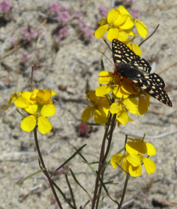 Photo taken at the Olympia Quarry with Ben Lomond spineflower (Chorizanthe pungens var. pungens) in background and with Chalcedon Checkerspot (Euphydryas chalcedona) visiting the flowers © 2011 Dylan Neubauer. 